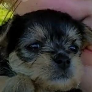 Meet your Posher, Paoge